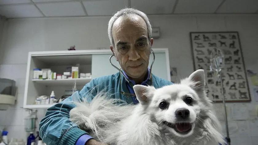 20091107 - ROMA - IHTM- INFLUENZA A: OMS ATTENTI AGLI ANIMALI DOMESTICI - Nella immagine un medico visita un cane in un ambulatorio veterinario di Roma, oggi 7 novembre 2009. L'Oms raccomanda un controllo degli animali domestici ( mammiferi e volatili) dopo che il virus ne ha infettati alcuni in Cile e Canada. ANSA/ GUIDO MONTANI/ coc