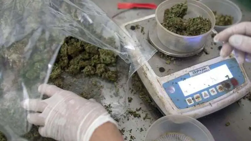 An Israeli woman weighs cannabis in the Tikkun Olam greenhouse, near the northern Israeli city of Safed, on November 1, 2012, where the company grows medical cannabis. Tikkun Olam has developed unique strains of the drug without psychoactive effects but with improved anti-inflammatory properties. AFP PHOTO/MENAHEM KAHANA (Photo credit should read MENAHEM KAHANA/AFP/Getty Images)