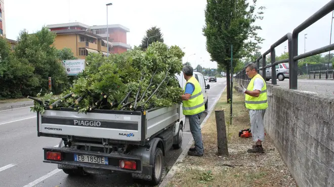 FOTO MISSINATO - VIALE TREVISO ALBERO CADUTO