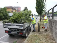 FOTO MISSINATO - VIALE TREVISO ALBERO CADUTO