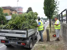 FOTO MISSINATO - VIALE TREVISO ALBERO CADUTO