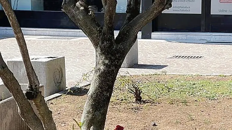 Arrivato un anno e mezzo fa, il gallo aveva finito con il conquistare quasi tutti nel quartiere