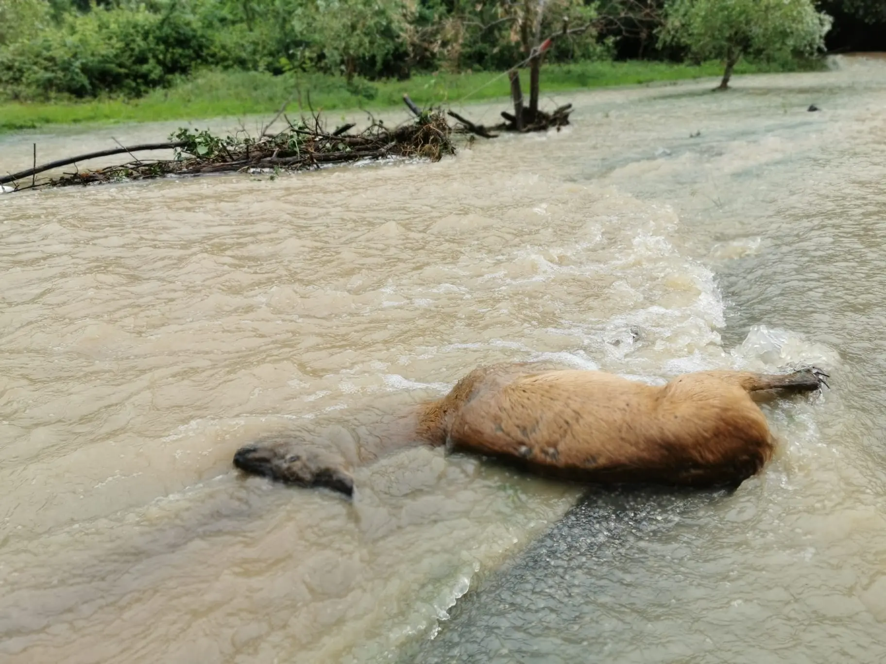 Un capriolo è annegato a Cividale
