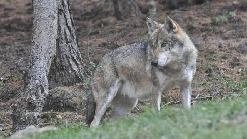 Lupo al Parc animalier di Introd (Aosta), 27 novembre 2022. Credit: Thierry Pronesti
