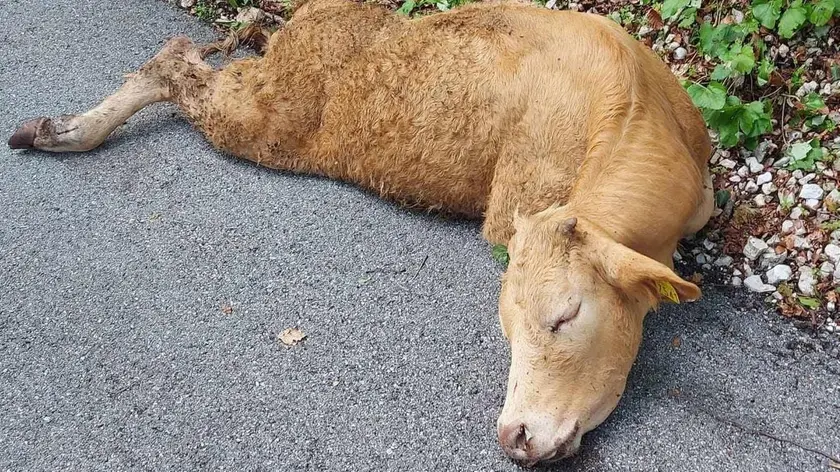 La mucca di 18 mesi azzannata dai lupi a malga Valinis