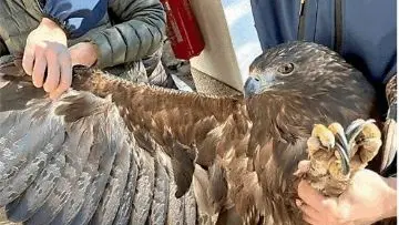 L'aquila Leonardo è stato preso in cura dagli esperti di Udine