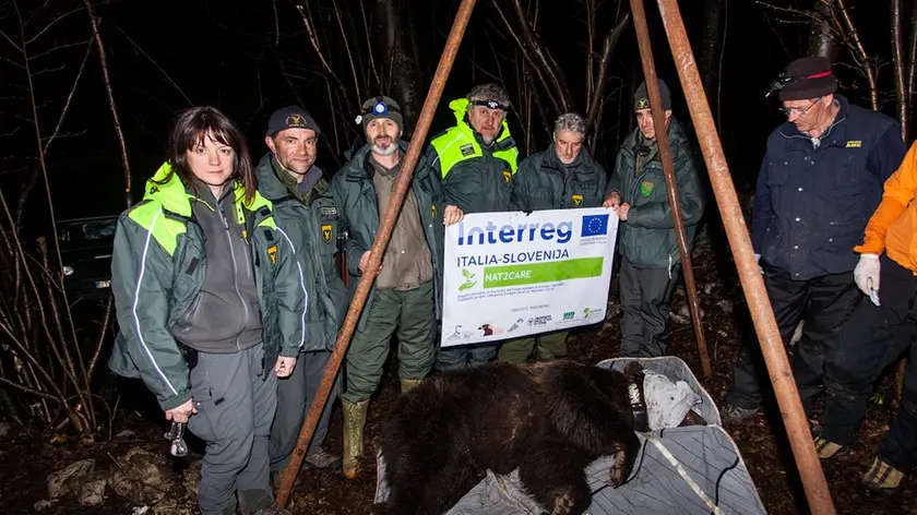 I ricercatori dell'università di Udine con l'orso nell’ambito del progetto Nat2Care