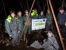 I ricercatori dell'università di Udine con l'orso nell’ambito del progetto Nat2Care