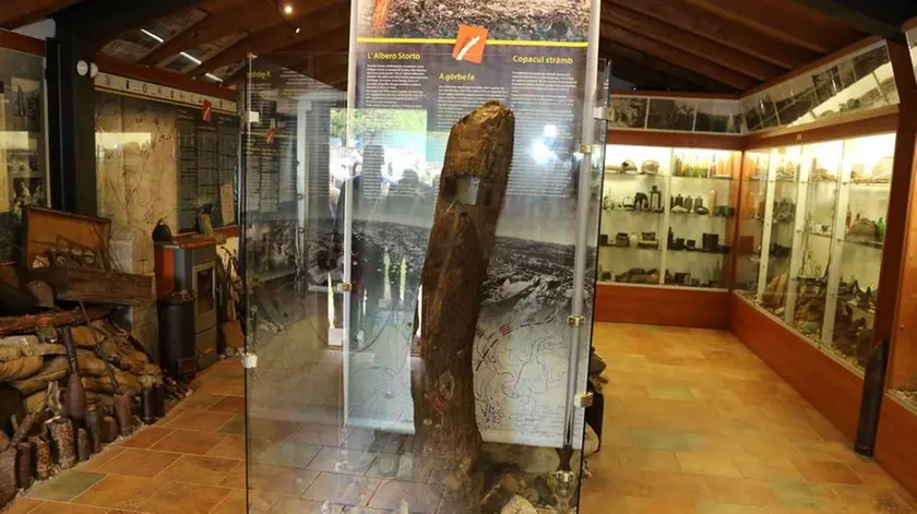 Bumbaca Gorizia 09.05.2015 San Martino, albero storto Fotografia di Pierluigi Bumbaca