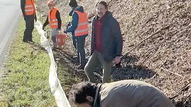 Volontari all’opera per salvare i rospi
