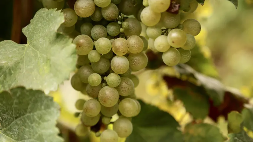 This Sept. 21, 2016 photo shows a cluster of glera grapes growing in Italy's prosecco country. Glera is the white grape that traditionally goes into the popular bubbly. (Michelle Locke via AP)