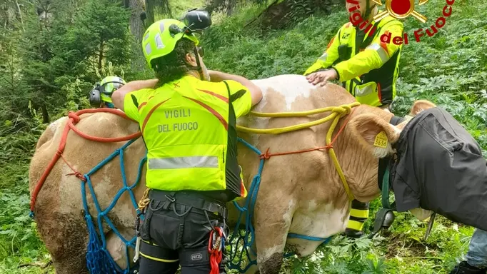 L'animale è stato portato "in volo" con l'elicottero
