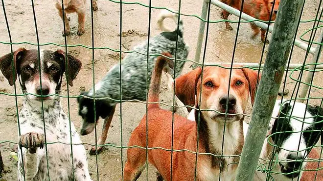 ANTEPRIMA Pocenia cani abbandonati