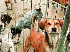 ANTEPRIMA Pocenia cani abbandonati