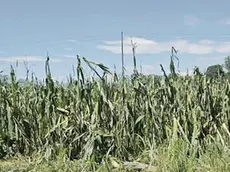 Sono stati eseguiti interventi di emergenza con prodotti specifici per “cicatrizzare” le piante rovinate