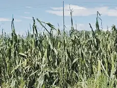 Sono stati eseguiti interventi di emergenza con prodotti specifici per “cicatrizzare” le piante rovinate