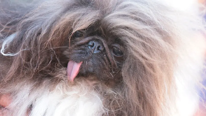epa11429643 Wild Thang, an eight-year-old Pekingese meets the press in the holding area during the 2024 World’s Ugliest Dog Contest at the Sonoma-Marin Fair in Petaluma, California, USA, 20 June 2024. The World's Ugliest Dog Contest has been going strong for over 30 years and is a testament that the pedigree does not define the pet. This world-renowned annual event celebrates the imperfections that make all dogs special and unique. EPA/JOHN G. MABANGLO
