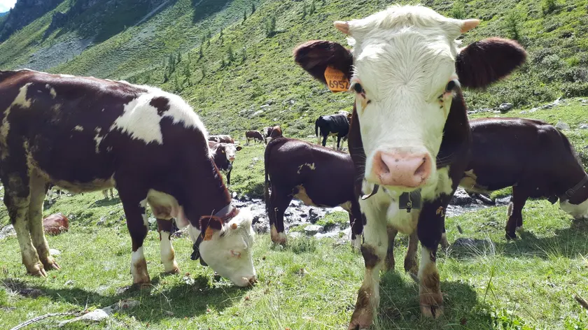 Mucche in alpeggio, Aosta
