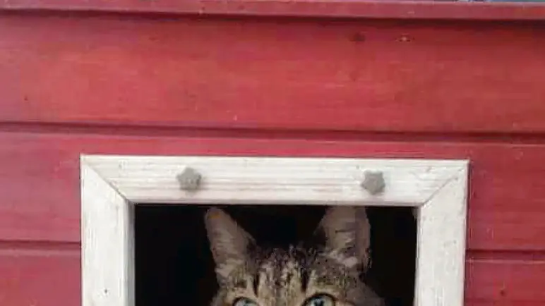 Un gatto all’interno della “sua” casetta nella colonia