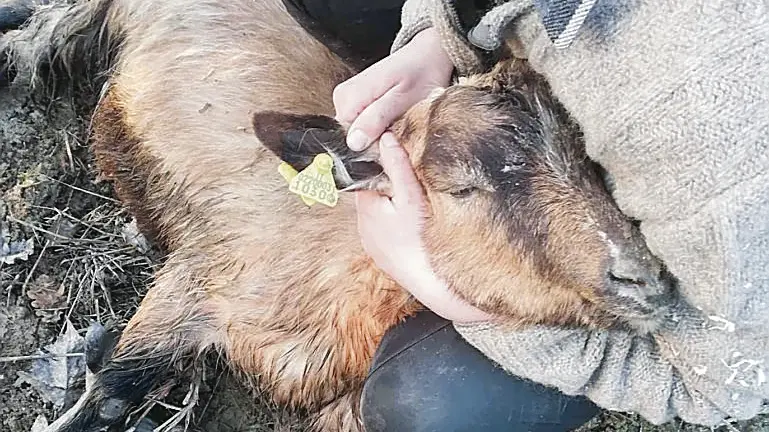La capra salvata dopo la caduta in un canale a San Odorico