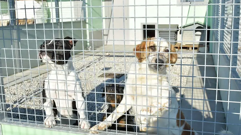 Udine 28 Dicembre 2019. Canile di Via Gonars. © Foto Petrussi