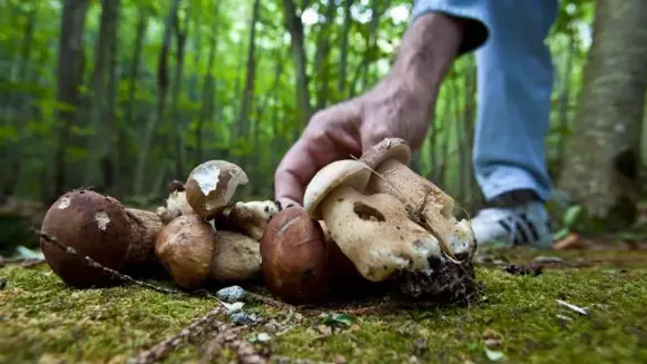 L’età media degli ultimi tre corsi per ottenere il patentino, organizzati dal Centro micologico friulano, è stata di poco più di 47 anni