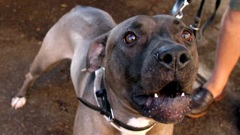 Una foto di archivio di un cane pitbull