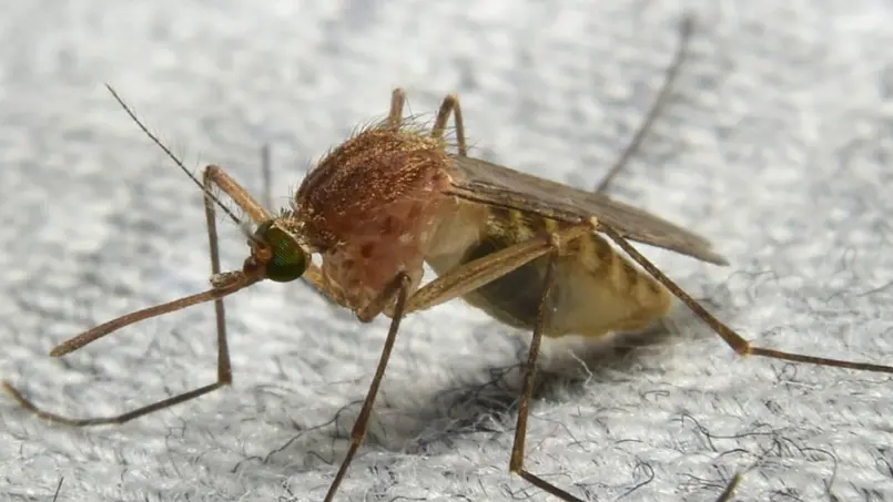 Il virus West Nile viene trasmesso dalle zanzare