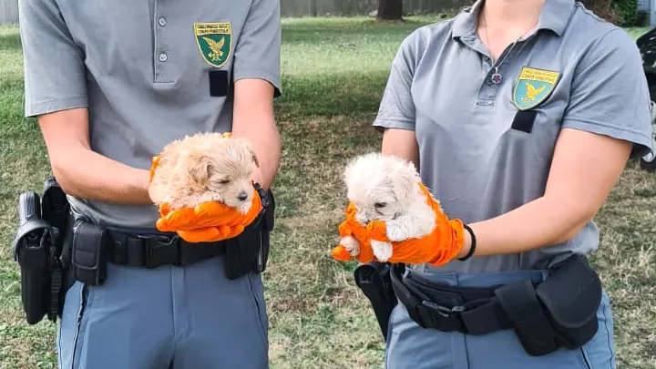 Due degli esemplari recuperati dal personale del Corpo forestale regionale