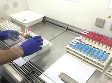 LABORATORIO VIROLOGIA COVID2 VIRUS OSPEDALE CISANELLO PISA - PISA CITTA SCENE VITA QUOTIDIANA ORDINAZA MINISTERIALE CHIUSURA EMERGENZA CORONAVIRUS - GIORNO 30 In caso di qualsiasi pubblicazione/ripubblicazione delle immagini/video, utilizzare esclusivamente nel contesto giornalistico specifico cui fa riferimento l'evento stesso della notizia, pena decadenza della ResponsabilitÃ e Manleve da parte dell'Auotre, come da art. 7 e 8.2, della Scrittura Contrattuale prevista da GEDI NEWS NETWORK.
