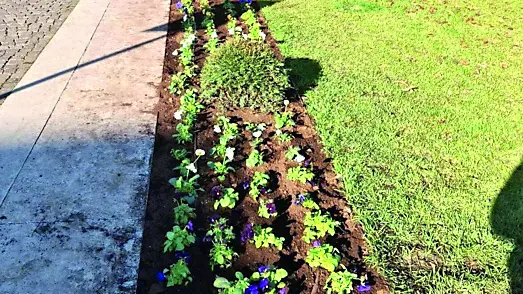 Sabato sera rubati i fiori della aiuola del Comune in piazza Libertà