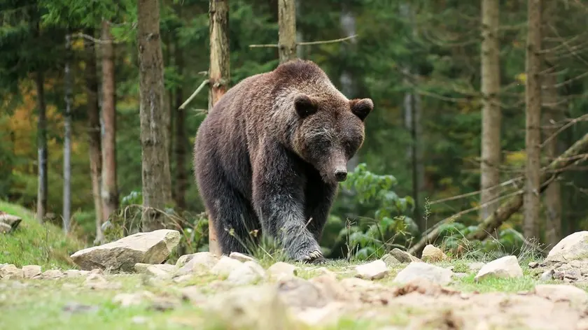 Un orso bruno. Ce n'è uno che gira in Cansiglio non lontano dai sentieri degli escursionisti