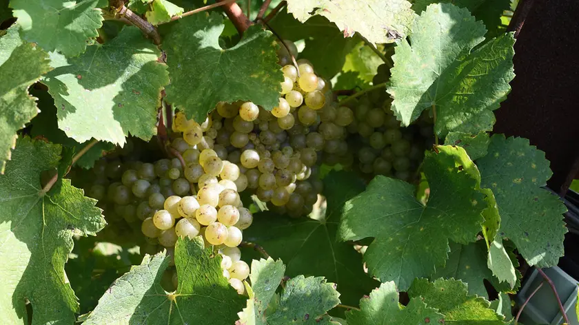 SCATTOLIN - TOMMASELLA - SAN DONA' - FILARI E GRAPPOLI D'UVA