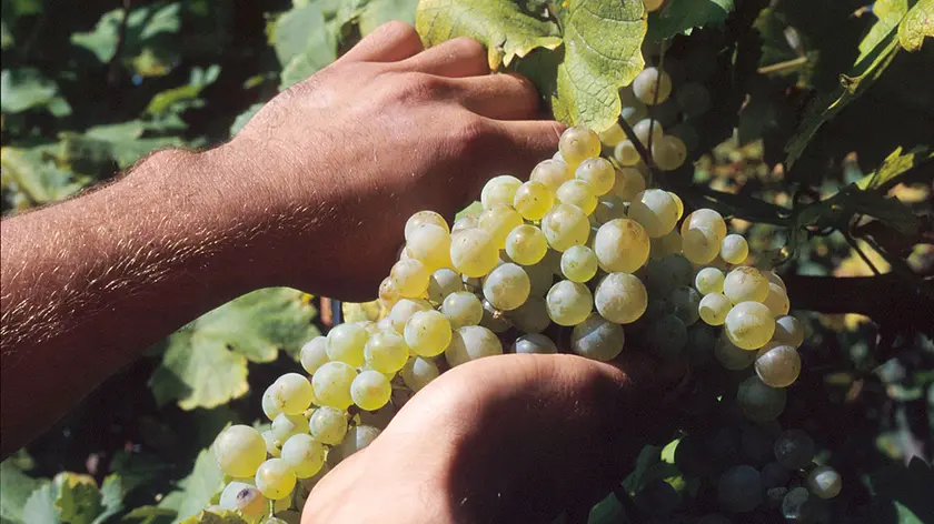20040906- ROMA-ECO - VINO: VENDEMMIA: ASSOENOLOGI, +14% E QUALITA' OTTIMA - Un momento della vendemmia nei vigneti dell'azienda agricola Bisol a S. Stefano di Valdobbiadene. Quantita' in crescita del 14% e qualita' tra le migliori degli ultimi dieci anni. E' questa la prima previsione ufficiale dell' Associazione enologi enotecnici italiani (Assoenologi) sulla vendemmia del 2004, a conferma dell' ottimismo manifestato nei giorni scorsi da produttori e organizzazioni di categoria. ANSA/PAT