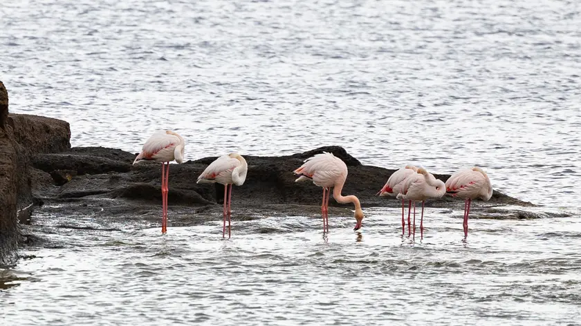 Una piccola colonia, di sei esemplari, di fenicotteri si è fermata nell'ansa del Porto Nuovo dell'isola di Ventotene durante il periodo di migrazione di primavera, Ventotene, 2 maggio 2024. ANSA/LARA GALLINA