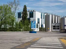 Milano, 11 apr. (askanews) - Granarolo acquista la maggioranza della friulana Venchiaredo, uno dei più importanti produttori in Italia di stracchino. Nel dettaglio, Granarolo acquisisce da Coop. Venchiaredo il 33,47% di Venchiaredo, consolidandola e passando dal 24% del capitale - detenuto da settembre 2017 - al 57,47%. "Proseguiamo nel percorso tracciato lo scorso anno – ha spiegato Gianpiero Calzolari, presidente di Granarolo - L'operazione ha già prodotto per entrambi risultati e sinergie importanti sul piano industriale e permette a Granarolo di dare seguito al piano industriale 2019/2021 che prevede, tra l'altro, un maggior efficientamento produttivo e una maggior specializzazione degli stabilimenti. Siamo inoltre felici di poter aggregare alla filiera Granlatte i 49 soci della Cooperativa Venchiaredo che conferiscono 250mila tonnellate all'anno di latte". Venchiaredo, con sede a Ramuscello di Sesto al Reghena (Pordenone) è un’azienda lattiero-casearia specializzata nella produzione di stracchino, con 80 dipendenti e un fatturato registrato a fine 2018 di 26,9 milioni, in crescita del 18% rispetto al 2017. Trasforma 36 milioni di litri di latte all'anno, tra latte standard (60%), biologico (30%) e alta qualità (10%) e nel 2018 ha lavorato 6.800 tonnellate di prodotto (+21,4%). "Con l'integrazione nel Gruppo Granarolo – ha commentato Alessandro Driussi, presidente di Venchiaredo – proseguiremo nel percorso di crescita puntando a una produzione annua di 9.300 tonnellate di stracchino. La provenienza del latte per questi ulteriori volumi sarà il Friuli Venezia Giulia, da parte dei soci di Granlatte, questo a sottolineare anche l’interesse per il territorio e la sostenibilità dal punto di vista ambientale di questa operazione. Inizia un nuovo percorso saldamente basato su valori cooperativi".
