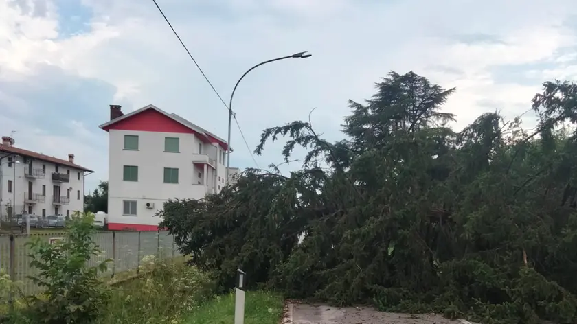 Una delle piante cadute in strada a San Daniele