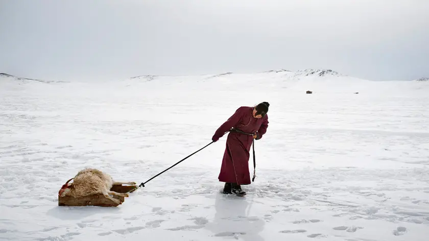 Asia, Mongolia. In the photo, 29-year-old Erdene Tuya hauls a sheep lost for the dzud to a small burial ground close to their yurt (gher). In Mongolia's Arkhangai province, the Tsamba family lives on the edge, struggling through harsh winters alongside their herd of sheep. Severe winter conditions, known as Dzud, have been responsible for the deaths of half the family's once 2,000-strong herd over the past three winters. Recently, in search of warmer pastures, the Tsambas moved from Bulgan province in the north to this region near a central Mongolian village called Ulziit. Only in 2010, during one of the harsher Dzuds, more than 8 million sheep, cows, horses and camels died in Mongolia so around 20.000 herdsmen had no choice but to migrate towards Ulan Bator.