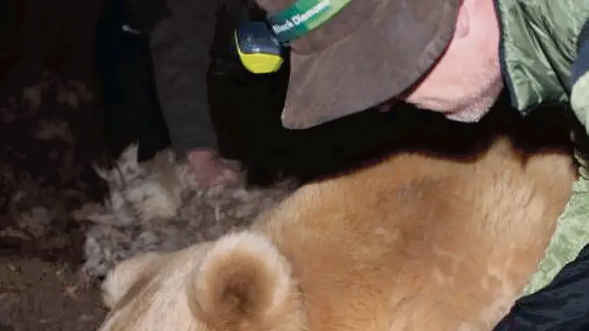 L'orso collarato e monitorato dagli esperti dell'Università di Udine
