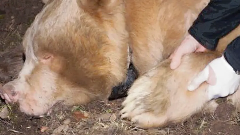 L'orso collarato e monitorato dagli esperti dell'Università di Udine