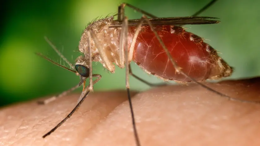 epa03367654 A handout image made available on 22 August 2012 from the Centers for Disease Control showing a Culex quinquefaciatus female mosquito feeding on human blood. This species is a known vector for West Nile Virus. The female C. quinquefasciatus mosquito is known as one of the many arthropodal vectors responsible for spreading the West Nile virus to human beings through their bite when obtaining a blood meal. Mosquitoes of the Culex species lay their eggs in the form of egg rafts that float in still or stagnant water. The mosquito lays the eggs one at a time sticking them together in the shape of a raft. An egg raft can contain from 100 to 400 eggs. The eggs go through larval and pupal stages and feed on micro-organisms before developing into flying mosquitoes. The CDC is reporting that there have currently been 1,100 cases of West Nile Virus reported in the US in 2012, more than ever reported at this point in the year since the virus was first recorded in the US in 1999. EPA/JIM GATHANY / CENTERS FOR DISEASE CONTROL / HANDOUT HANDOUT EDITORIAL USE ONLY/NO SALES