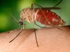 epa03367654 A handout image made available on 22 August 2012 from the Centers for Disease Control showing a Culex quinquefaciatus female mosquito feeding on human blood. This species is a known vector for West Nile Virus. The female C. quinquefasciatus mosquito is known as one of the many arthropodal vectors responsible for spreading the West Nile virus to human beings through their bite when obtaining a blood meal. Mosquitoes of the Culex species lay their eggs in the form of egg rafts that float in still or stagnant water. The mosquito lays the eggs one at a time sticking them together in the shape of a raft. An egg raft can contain from 100 to 400 eggs. The eggs go through larval and pupal stages and feed on micro-organisms before developing into flying mosquitoes. The CDC is reporting that there have currently been 1,100 cases of West Nile Virus reported in the US in 2012, more than ever reported at this point in the year since the virus was first recorded in the US in 1999. EPA/JIM GATHANY / CENTERS FOR DISEASE CONTROL / HANDOUT HANDOUT EDITORIAL USE ONLY/NO SALES