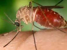 epa03367654 A handout image made available on 22 August 2012 from the Centers for Disease Control showing a Culex quinquefaciatus female mosquito feeding on human blood. This species is a known vector for West Nile Virus. The female C. quinquefasciatus mosquito is known as one of the many arthropodal vectors responsible for spreading the West Nile virus to human beings through their bite when obtaining a blood meal. Mosquitoes of the Culex species lay their eggs in the form of egg rafts that float in still or stagnant water. The mosquito lays the eggs one at a time sticking them together in the shape of a raft. An egg raft can contain from 100 to 400 eggs. The eggs go through larval and pupal stages and feed on micro-organisms before developing into flying mosquitoes. The CDC is reporting that there have currently been 1,100 cases of West Nile Virus reported in the US in 2012, more than ever reported at this point in the year since the virus was first recorded in the US in 1999. EPA/JIM GATHANY / CENTERS FOR DISEASE CONTROL / HANDOUT HANDOUT EDITORIAL USE ONLY/NO SALES
