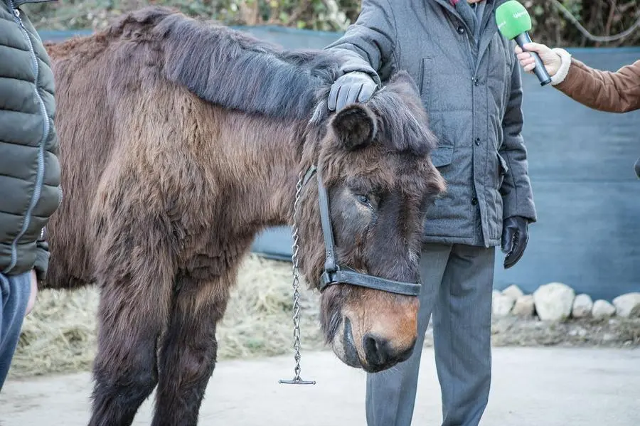 Allegranzi Anzano Il mulo alpino