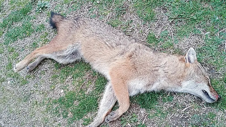 Lo sciacallo dorato che è stato ritrovato morto nel canale Giavons