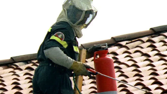 UDINE 19 AGOSTO 2000 VIGILE DEL FUOCO IN AZIONE CONTRO NIDI DI VESPE TELEFOTO COPYRIGHT FOTO AGENCY ANTEPRIMA