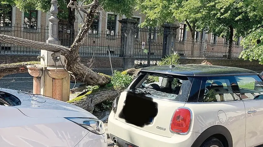 Il tiglio caduto a San Vito al Tagliamento, in piazzale Girone, di fronte alle scuole elementari