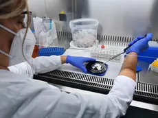 Laboratorio analisi tamponi Covid presso l’ospedale Molinette città della salute di Torino, 21 ottobre 2020 ANSA/ALESSANDRO DI MARCO