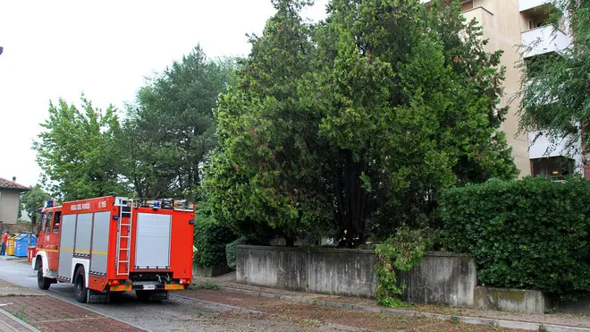 foto missinao - via udine pn - mal tempo albero