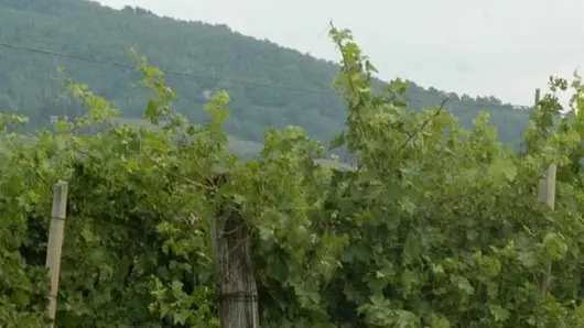 Bumbaca Gorizia Vigne attorno Cormons